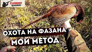 Как охотиться на фазана?\\Охота на фазана без собаки\\Славная Охота