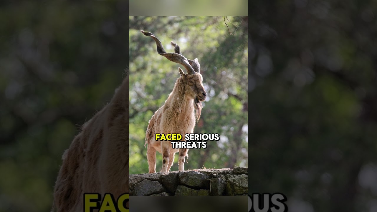 Twisted Horns of Legend – Markhor Animal Facts