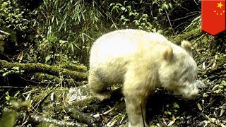Albino giant panda spotted in China in the wild - TomoNews Albino giant panda spotted in China in the wild - TomoNews
