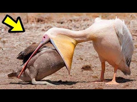 Video: ¿Los milanos comen otras aves?