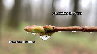 8 Minutes Of Forest Peace: Spring Flowers & Relaxing Instrumental