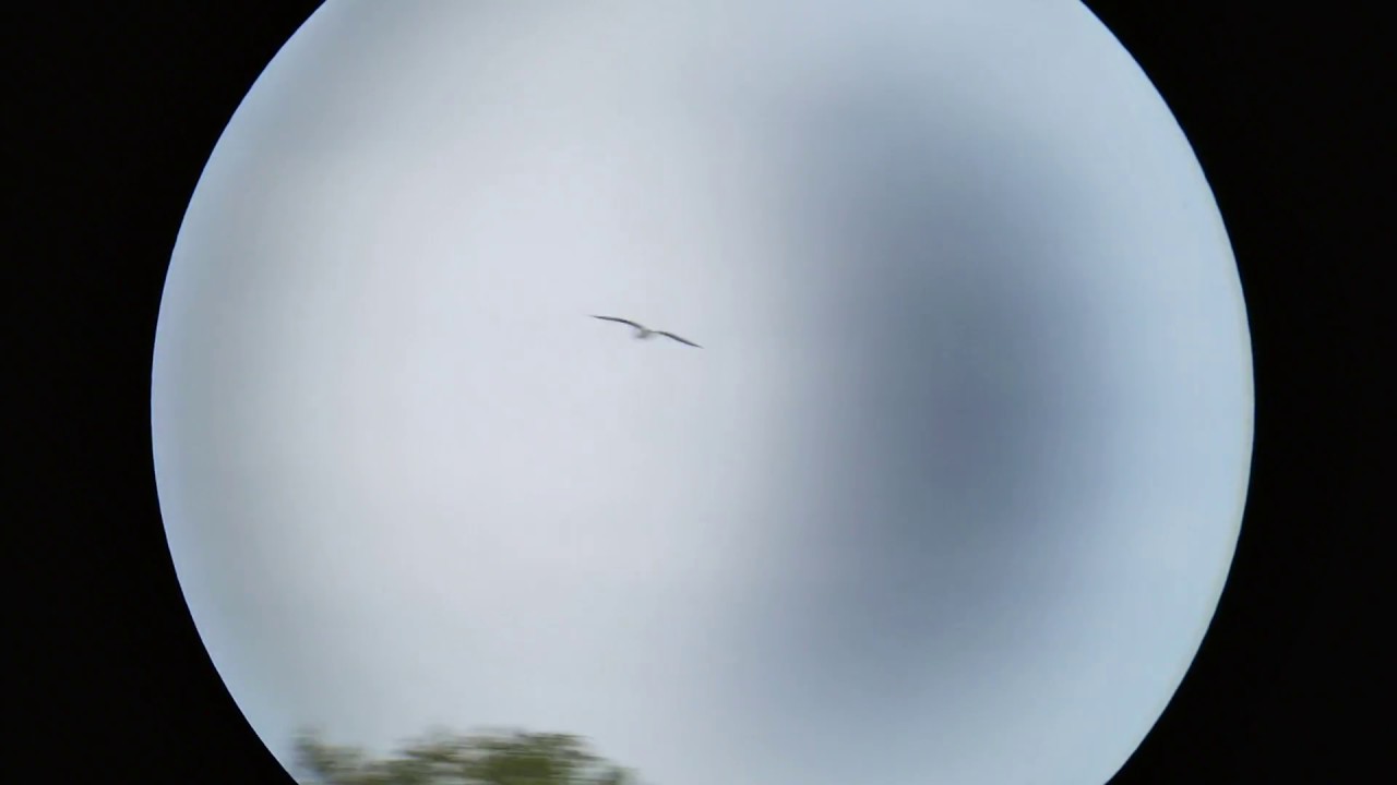 Стабилизация в бинокле Canon 14x32 IS. Powered IS