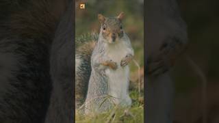 Gray Squirrel Sounds close Up Of A Grey Squirrel