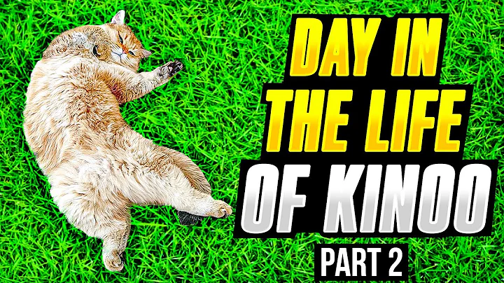 Video 5979061: british shorthair black golden