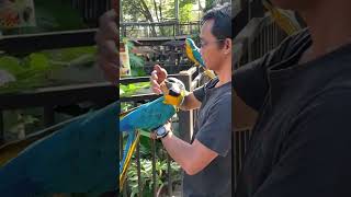 Ini burung apa ya...?????                    Aviary kebun binatang bukit tinggi #aviary #irfanhakim