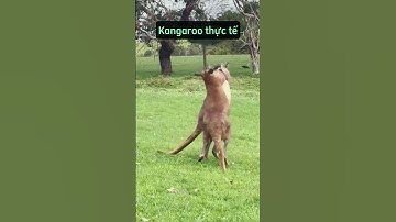 Độc lạ Kangaroo nước Úc - AVADA Education