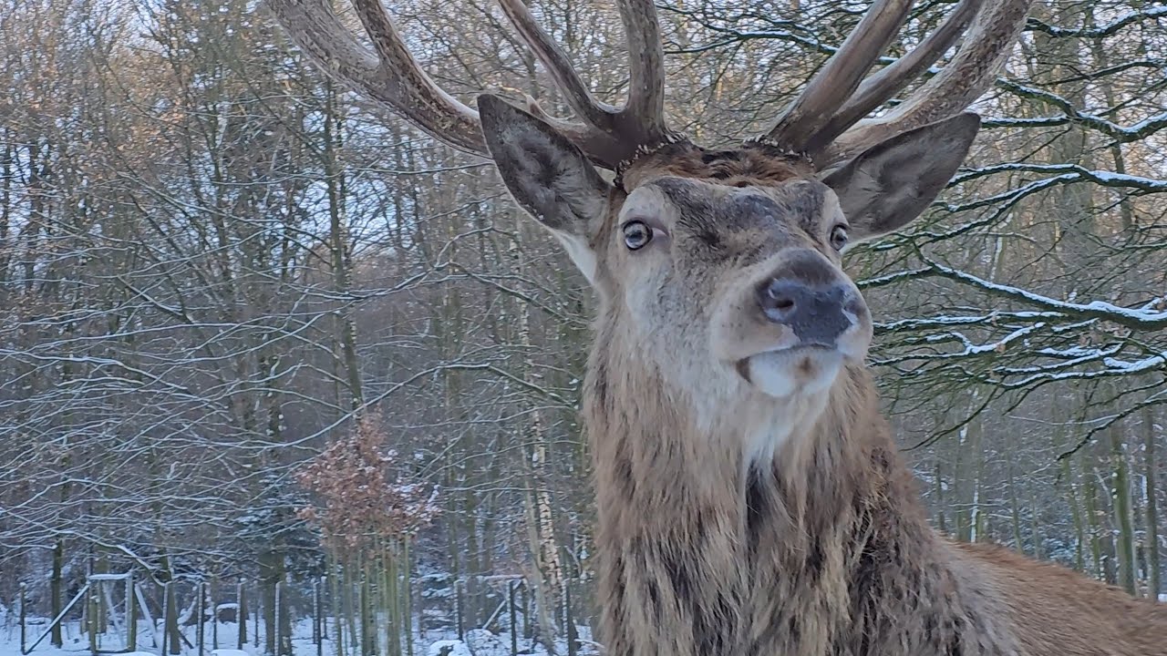 ❄️ Snowy Winter Walk in NRW Germany | Relaxing Hiking Trail & Open Zoo Encounter