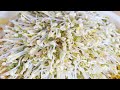 種豆芽菜的方法～只需三天！十分簡單！【美食天堂】家常料理食譜 一學就會