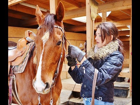 Video: Ako Trénovať Koňa