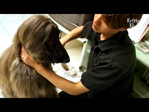 Afghan Hound Dog Over Flowers | Kritter Klub