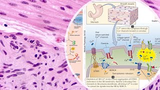 Smooth Muscle Med. Physiology High-Yield Prof. John 812
