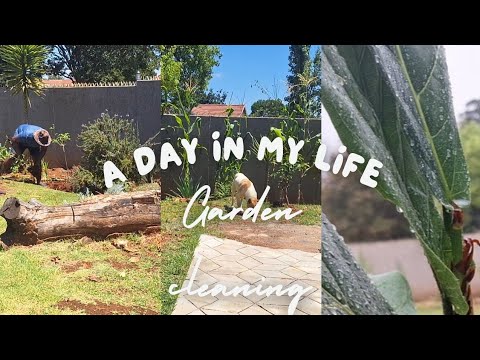 New vlog || A day in my life || Ficus lyrata looks happy