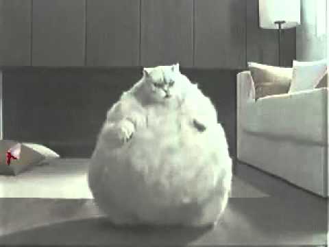 Fat  Cat  Dancing To Very  Random Music TMZ YouTube