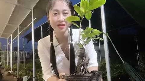 Cúc vip (cúc tri kỷ),0397142252,ngày 28/10/2020