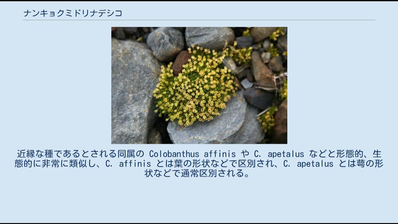 ナンキョクミドリナデシコ YouTube