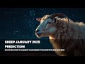 Sheep in January 2025: Find Your Harmony!