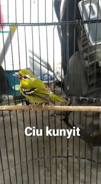 Ciu kunyit masteran isian gereja