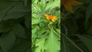 Daun Insulin (Costus igneus) #dauninsulin #insulin #insulinleaves #tanamaninsulin #bermaintanah