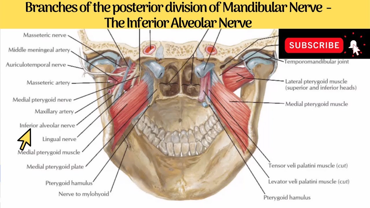 a) Anatomic overview of the posterior division of the mandibular nerve