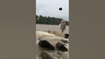 Câu Sông Dính Cá Điêu Hồng