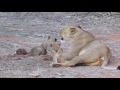 Lioness and cubs - Samburu National Park, Kenya