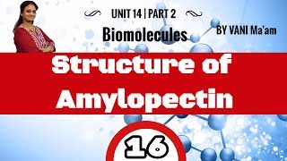 Structure of Amylopectin  I Part-  16 I Biomolecules |chemistry cbse class 12| by Vani ma'am