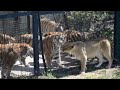 Львы пришли знакомиться с тиграми) The lions came to meet the tigers)