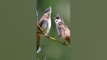 The best bird song || Singing nightingale  || #shorts #birds #viral #2022