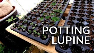 Download Lagu Potting Lupine MP3