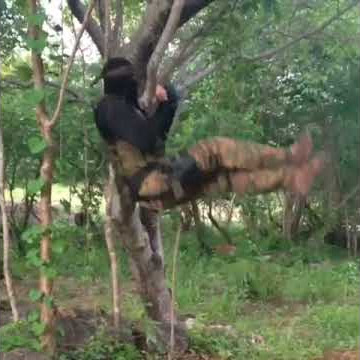 Chino Ántrax En Trenando
