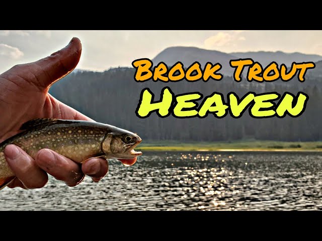 Colorado Alpine Lake Bait Finesse Trout Fishing (Hassell Lake Trail) feat.  Tiger Trout #송어낚시 #マス釣り 