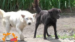 Anjing Ras Kintamani Yang Mendunia