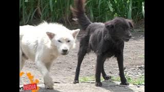 Anjing Ras Kintamani yang Mendunia