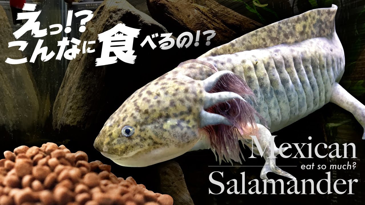 ウーパールーパーが人工餌をたべまくる Axolotl Youtube
