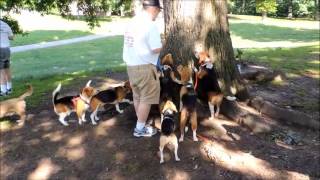 Beagle Meetup With Howling Contest And Peanut Er Tree Game