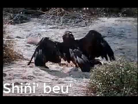 puma attacks an eagle/puma ataca a un águila real - YouTube