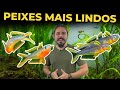 🔴OS PEIXES MAIS LINDOS PARA AQUÁRIOS |Mr. Betta|