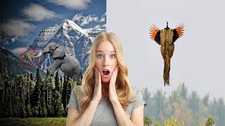 Amazing 12 Facts About Flying Pea Elephant Teeth A2Z Facts