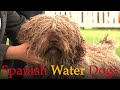 Spanish Water Dogs - Bests of Breed の動画、YouTube動画。