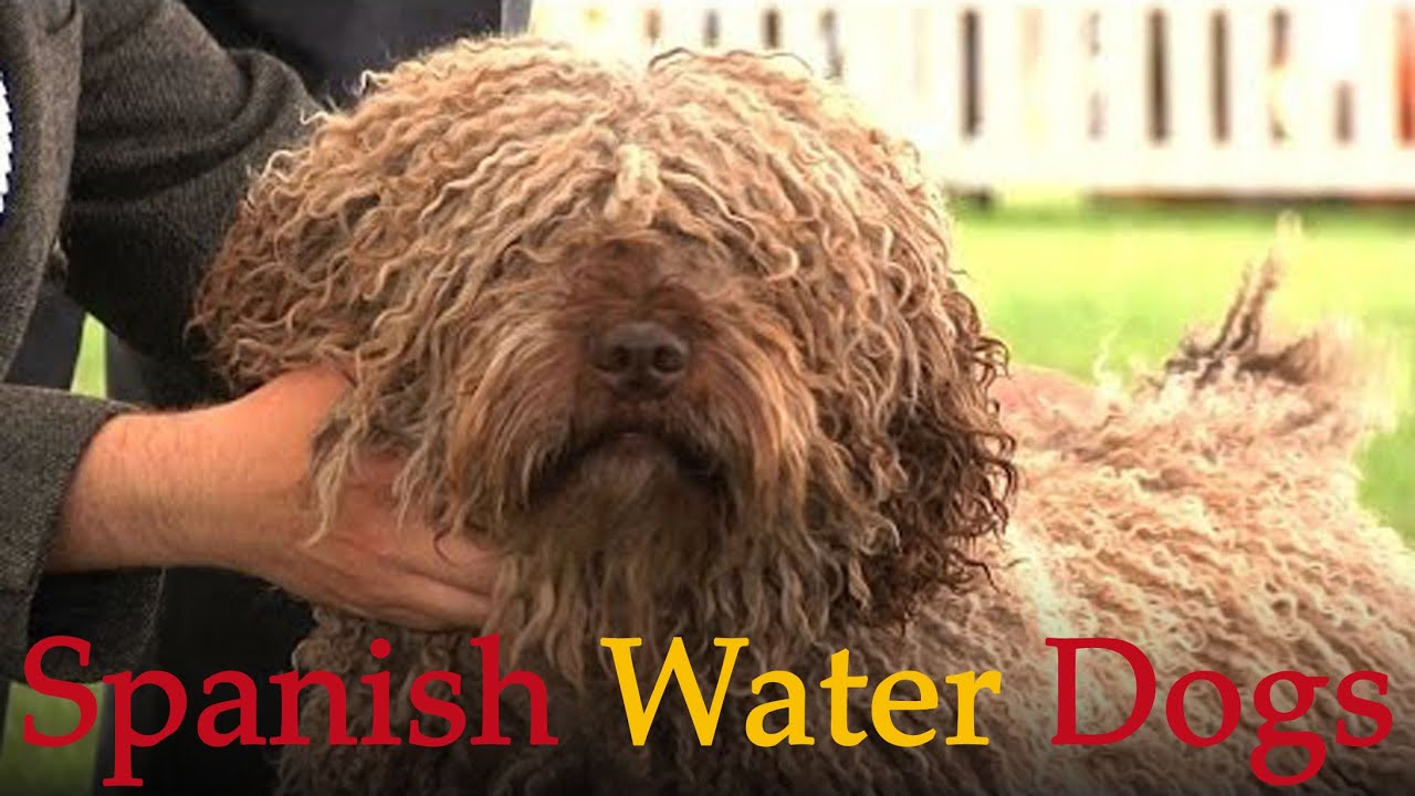 spanish water dog shedding