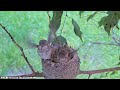 Mega flappie hummingbird chicks 19 and 21 days old almost ready to leave the nest babyhummingbird