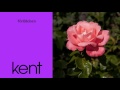 Kent - Förlåtelsen (Official Audio)