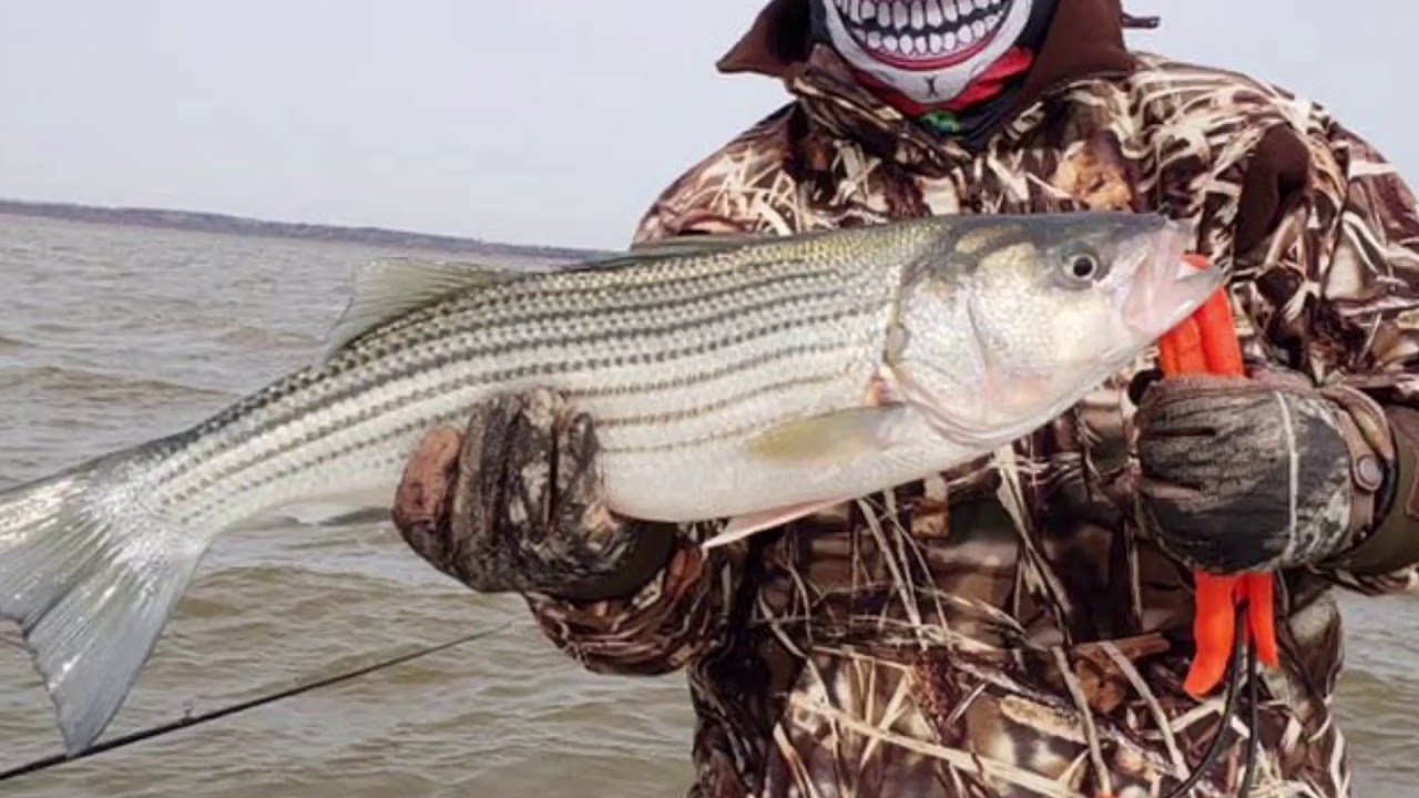 Striper Fishing YouTube