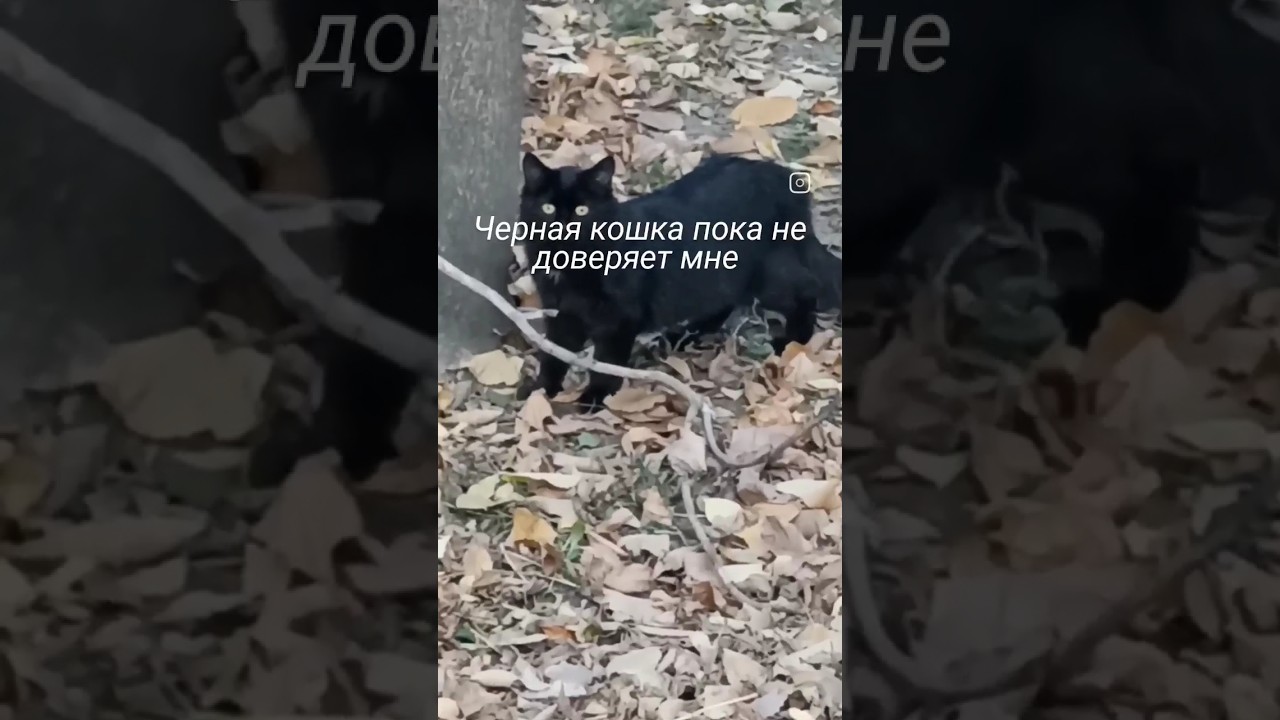 Дикую кошку нужно стерилизовать - YouTube