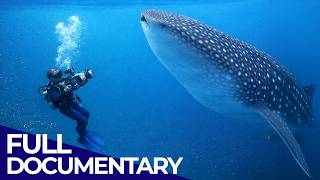 Whale Sharks: Saving the World’s Biggest Fish | The Blue Realm | FD Ocean