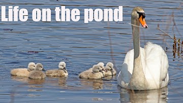 Short documentary: Life of a swan family