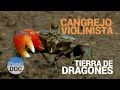 Cangrejo Violinista. Tierra de Dragones | Naturaleza - Planet Doc