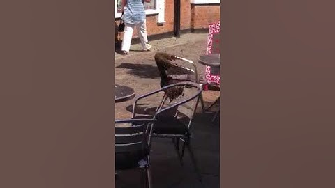 Bees swarm onto a chair in Clinton Arms Court, Newark