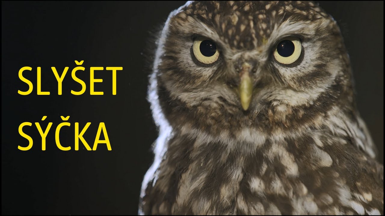 Slyšet sýčka (2020)