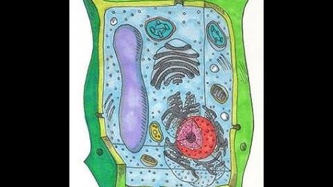 Plant Cell_Chapter2_Class VII_Lecture2 by SMM (RUMC)